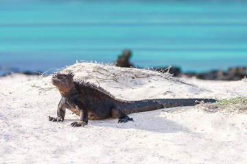 Ecuador. Iguana. Lizard of the Galapagos Islands. Pacific ocean. Fauna of the Galapagos Islands. The Nature Of Ecuador. Iguana on a sandy beach. The lizard on the white sand.