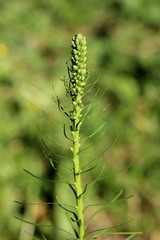 Single Dense blazing star or Liatris spicata or Prairie gay feather herbaceous perennial flowering plant with tall spikes starting to emerge planted in local urban garden on warm sunny spring day
