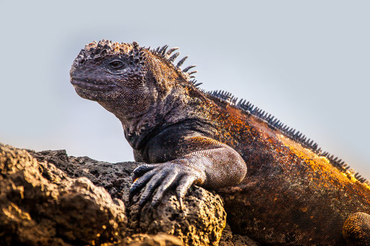 Republic of Ecuador. Iguana close up. A lizard from the Galapagos Islands. Pacific ocean. Fauna of the Galapagos Islands. The Nature Of Ecuador. Iguana on a sandy beach. The lizard on the white sand. - Powered by Adobe