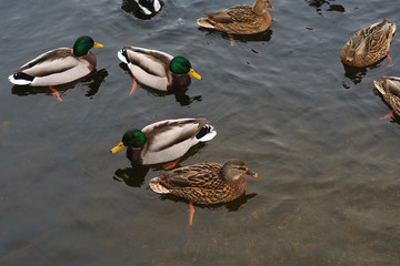 Many ducks did not fly away for the winter. Problems of birds in ice covered reservoir. Ducks winter in the city pond.