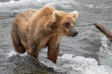 Brown Bear in Brooks Falls river, Alaska