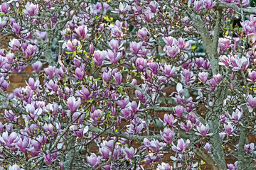 Magnolia