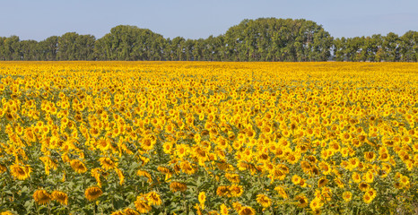 Field with sunflowers. Agriculture, panoramic view.