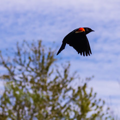 red winged black bird flying past