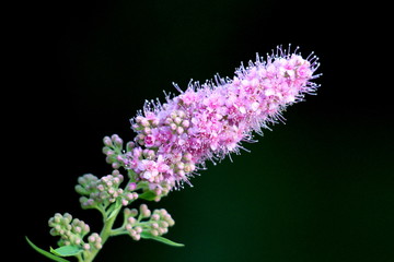 Spirea Triumphans or Spiraea x billardii Triumphans or Spiraea menziesii Triumphans hybrid...