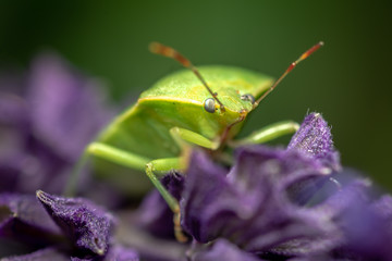grasshopper on leaf
