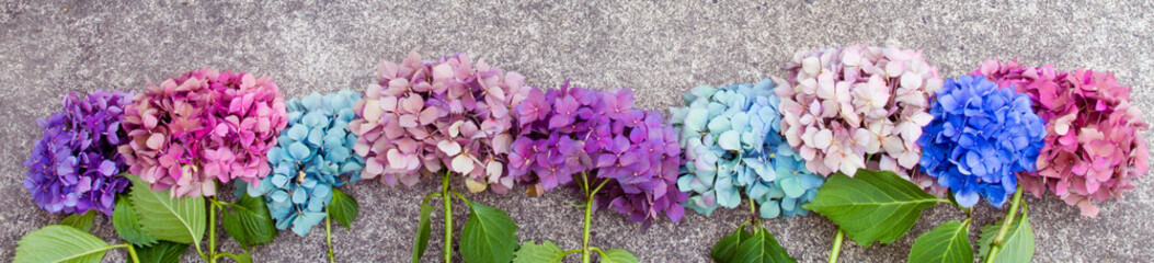 Beautiful hydrangea flowers in multiple colors arranged in a row as a boarder; Bright pink, purple...