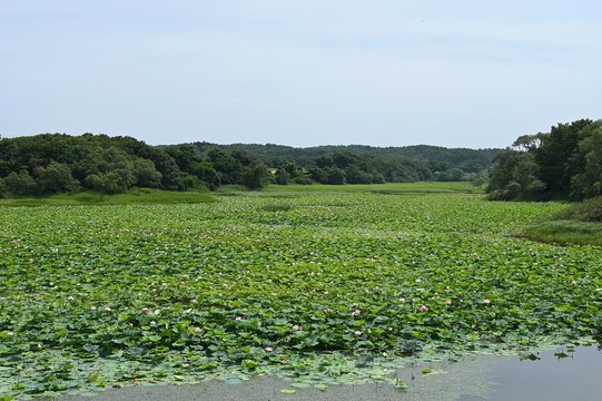 lake at aomori in mif summer