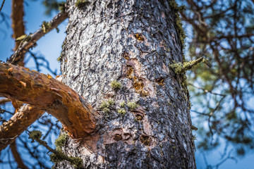 Obraz premium Tall pine tree with healing power is eaten away by bark beetles in the forest.