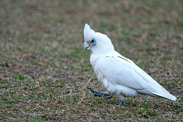 Corella