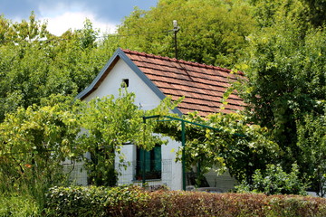 Very small old suburban family house completely overgrown with various plants and trees on warm sunny summer day
