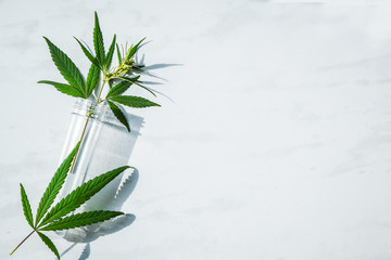 Cannabis leaf and bush in vitro. Cannabis cultivation concept for oil, medical purposes.