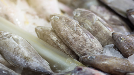 Various type of seafood fish sell in fresh seafood market