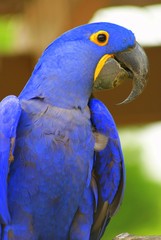 colorful parrot