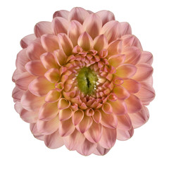 Pink dahlia flower on a white background. Front view