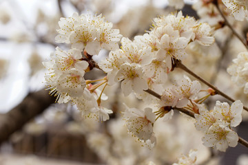 御室川の明正寺桜
