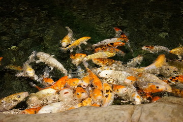 colorful koi carps surfaces in a feeding frenzy
