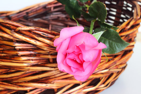 Pink rose in the basket, Beautiful rose, Valentine festival