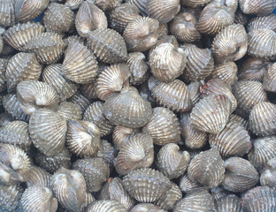 Fresh blood cockles 