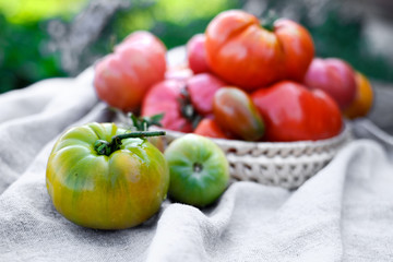 Fresh autumn tomatoes harvest 