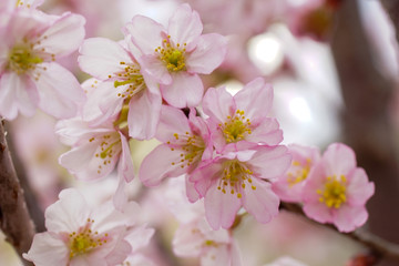 御室川の明正寺桜