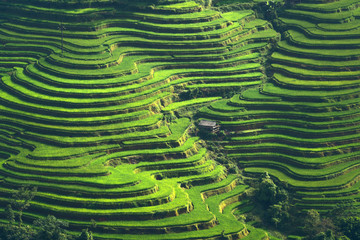 Rice fields on terraced of Hoang Su Phi country, Ha Giang province the most popular travel destinations of Northern Vietnam
