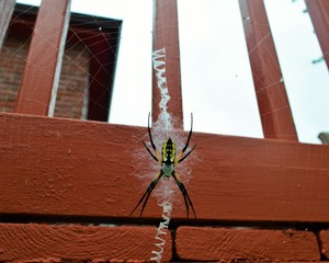 Garden Spider