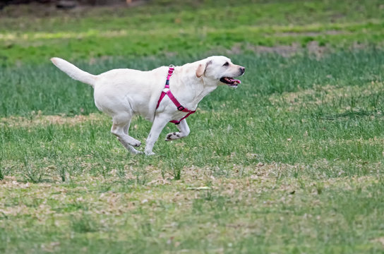 Running labador in the Park