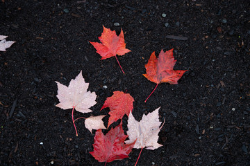 Wet colorful autumn leaves laying on the dirt ground