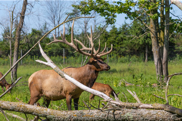 Elk - wapiti  in a conservation and wildlife area