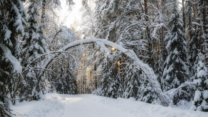 Road in the winter forest with sunbeams