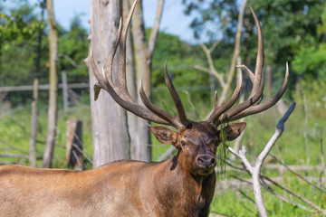 Elk - wapiti  in a conservation and wildlife area