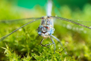 Macro sharp and detailed fly compound eye surface.Selective eye dragonfly and rain drop reflection on green leaf background.Insect eye and water reflect after rainy day.Wildlife insect concept.