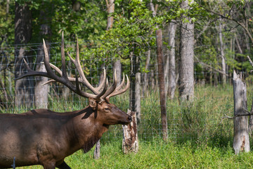Obraz premium Elk - wapiti in a conservation and wildlife area