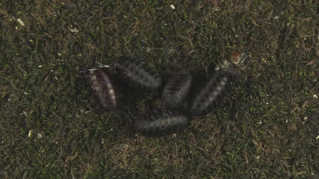 Parasitic fly emerging from pupa 1311 11