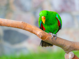 A beautiful parrot in a wildlife park.