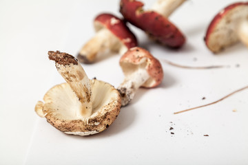 Group of mushrooms russula on white background