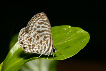 Fototapeta na wymiar Macro butterfly on leaf after the rain