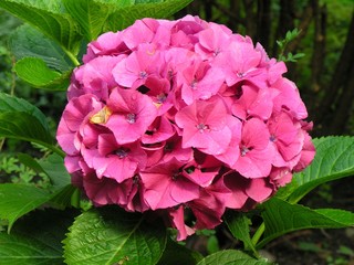 pink and lila flowers of hydrangea plant close up