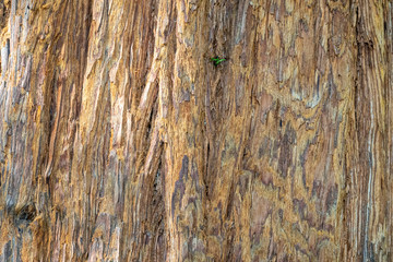 Close Up of Redwood Bark. Seamless tree bark background. Sequoia sempervirens, coast redwood, California redwood.