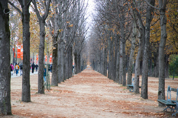 Trees in attention to welcome visitors to Paris