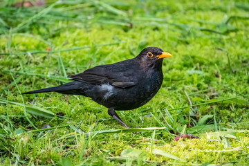 The male blackbird found a worm on a green lawn. The common blackbird, Turdus merula.
