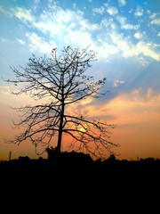 silhouette of tree in sunset