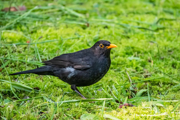 Obraz premium The male blackbird found a worm on a green lawn. The common blackbird, Turdus merula.