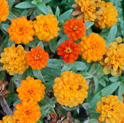 Marigolds (Tagetes erecta, Mexican marigold, Aztec marigold, African marigold)