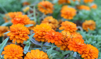 Marigolds (Tagetes erecta, Mexican marigold, Aztec marigold, African marigold)