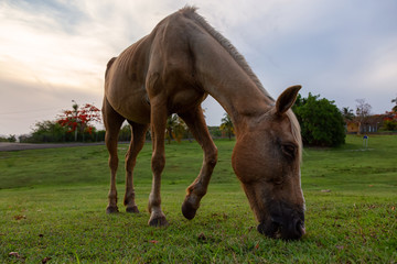Horse eating green grass in a field during a cloudy sunset. Taken in Trinidad, Cuba.