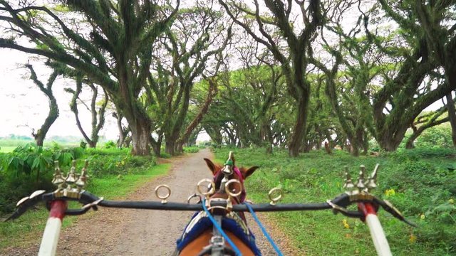 Slow motion of horse pulling a horse carriage on the path in De Djawatan forest at Banyuwangi, East Java, Indonesia. Shot in 4k resolution