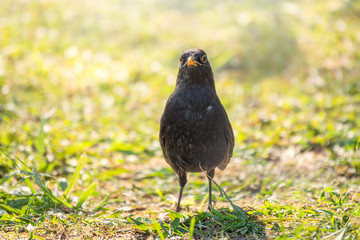 A blackbird male stands on a green lawn. The common blackbird, Turdus merula.