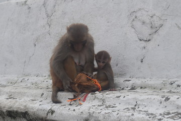 Monkeys in Pashupatinath Temple area , Kathmandu, Nepal